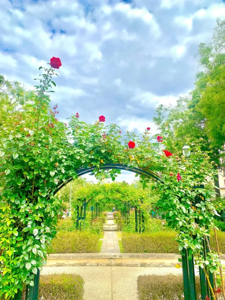 climbing roses and gardens