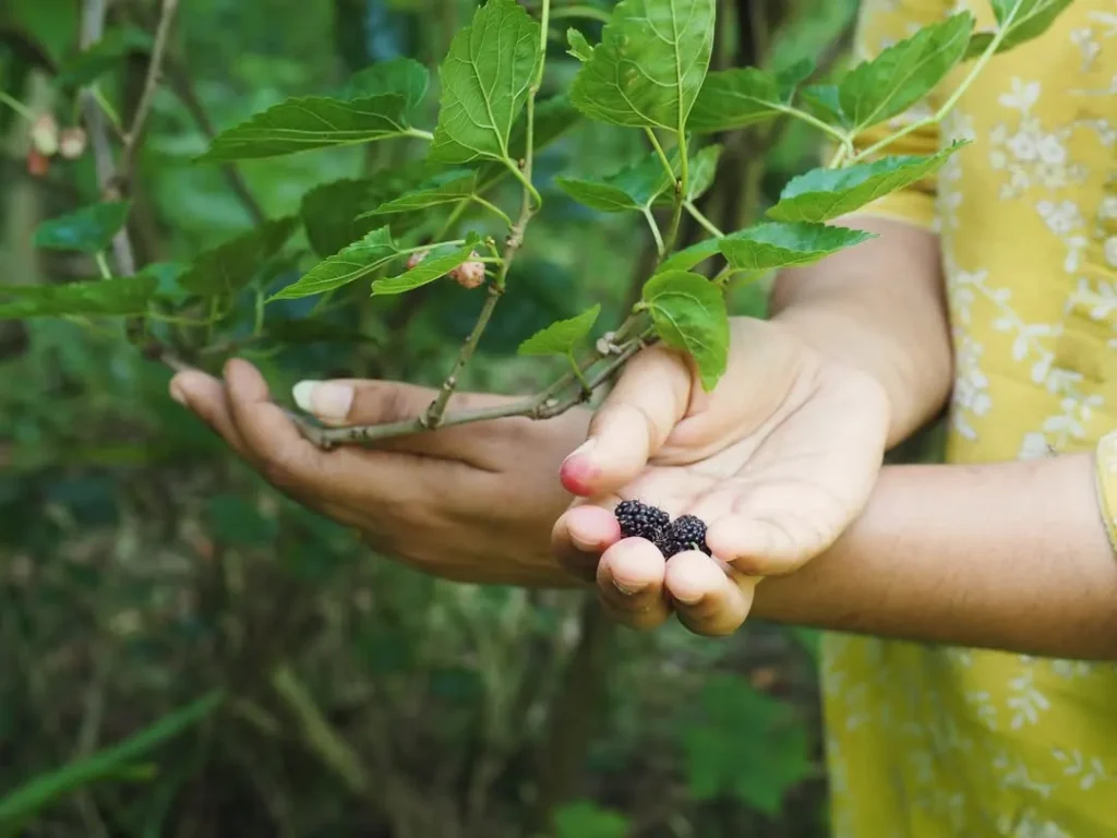 cloud forms mulberry trees are hardy and drought resistant