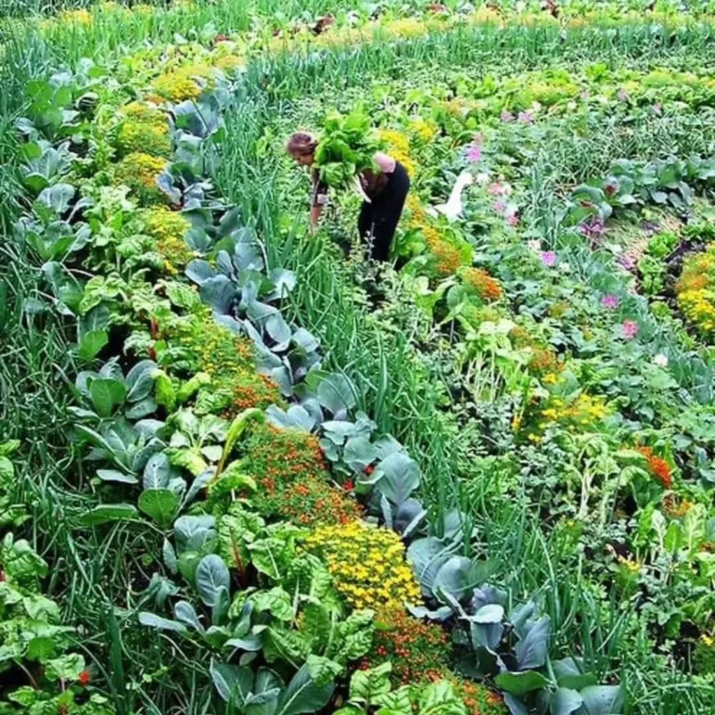 companion planting permaculture garden