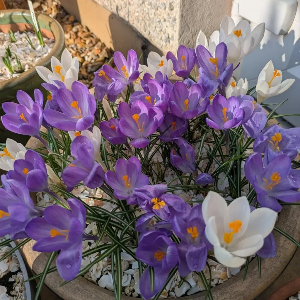 crocus garden