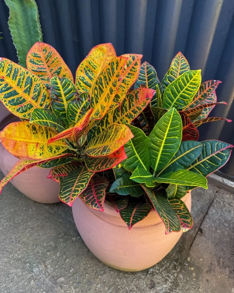 croton petra