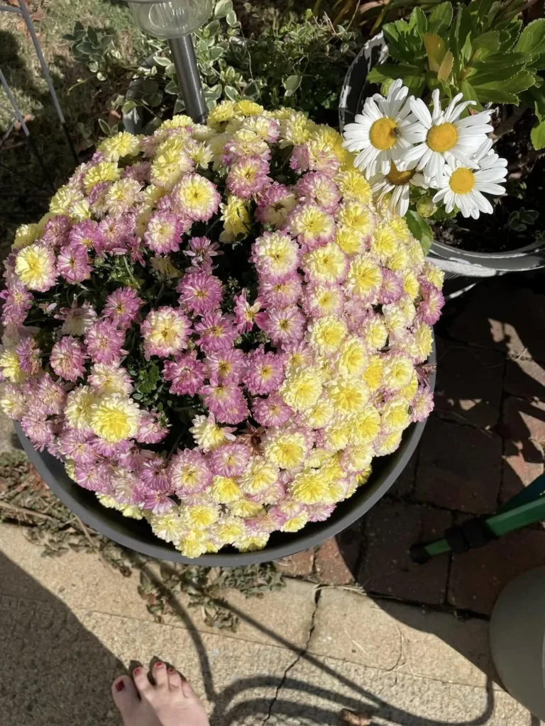 daisies lavender tree outdoor plants in pots