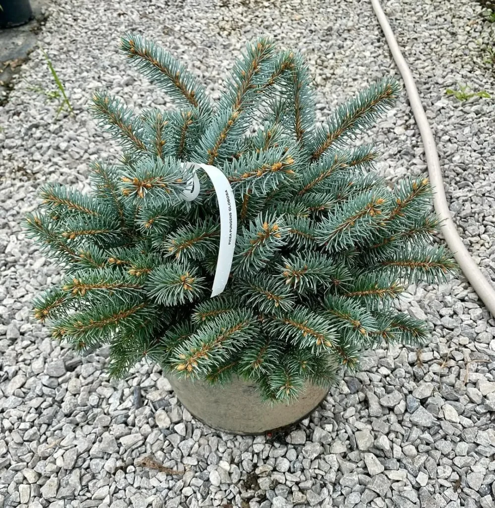 dwarf globe blue spruce plants in pots
