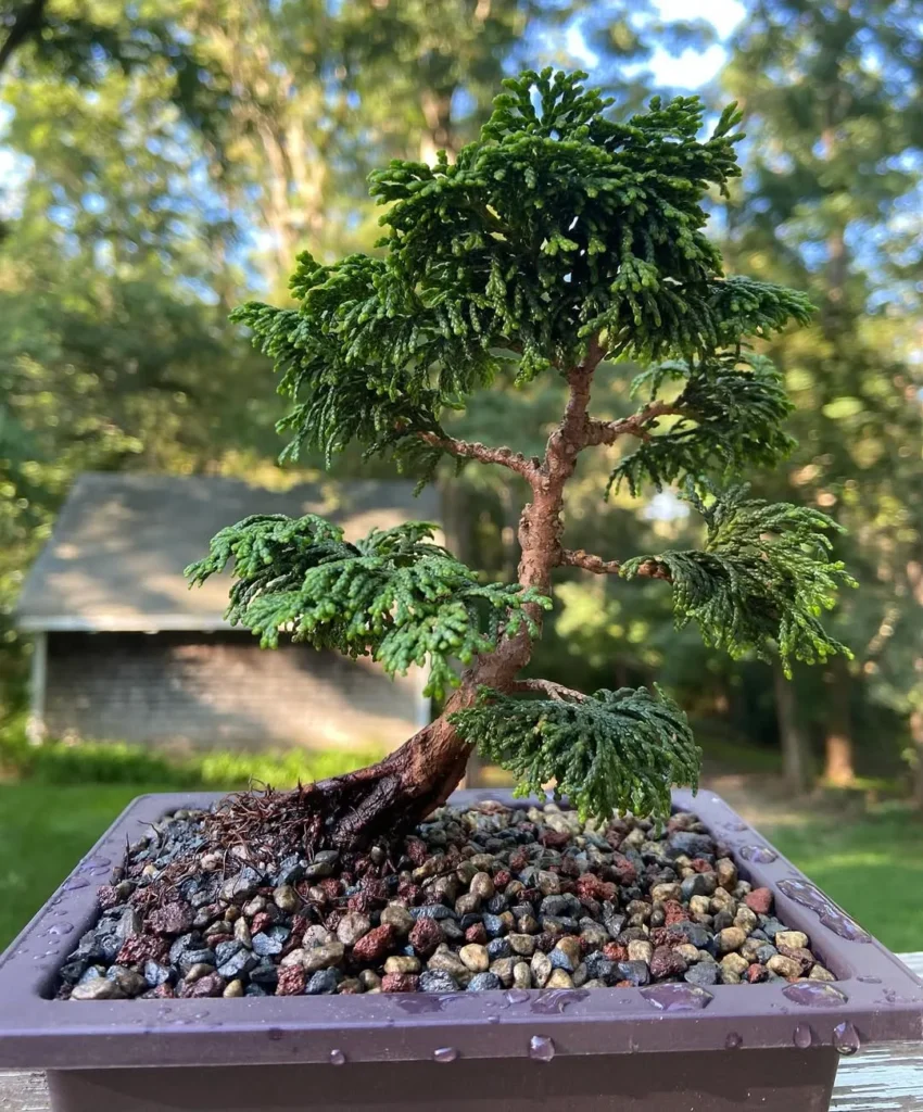 dwarf hinoki cypress plants in pots