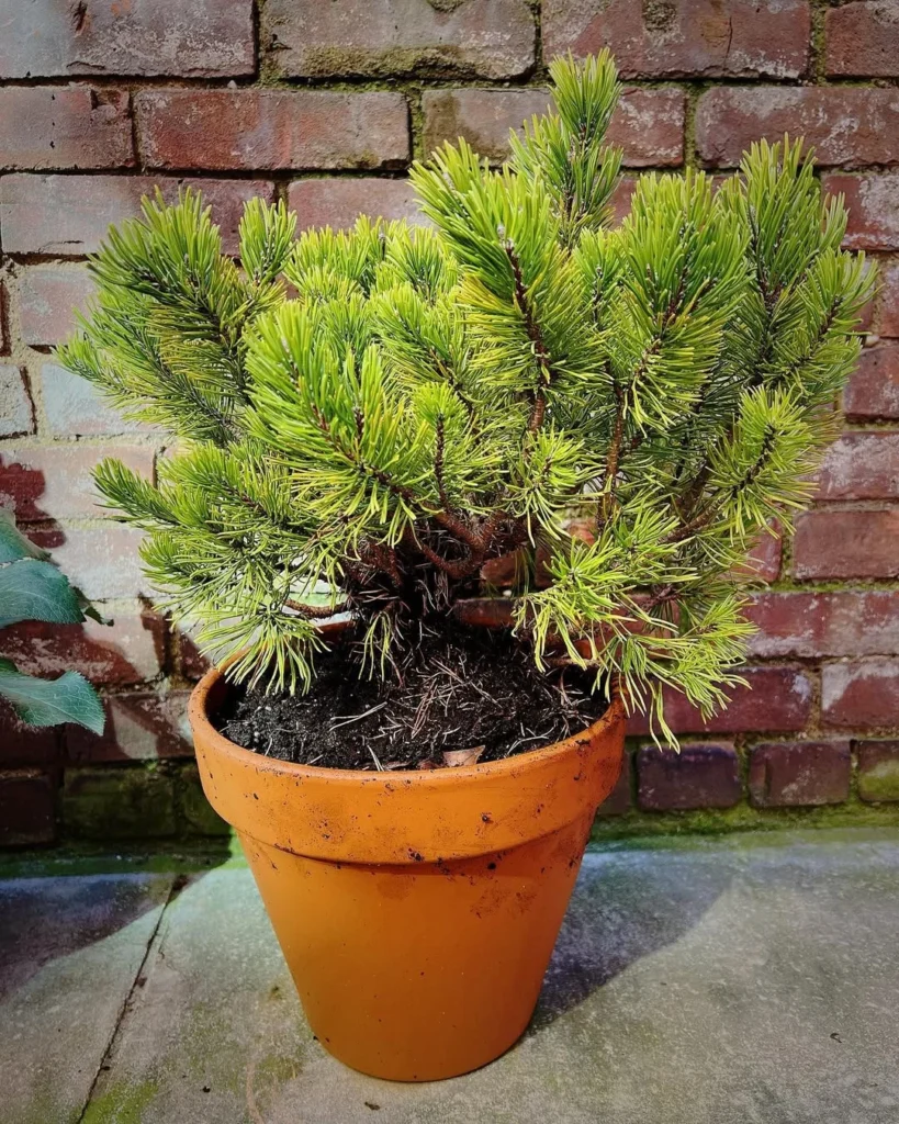 dwarf mugo pine plants in pots