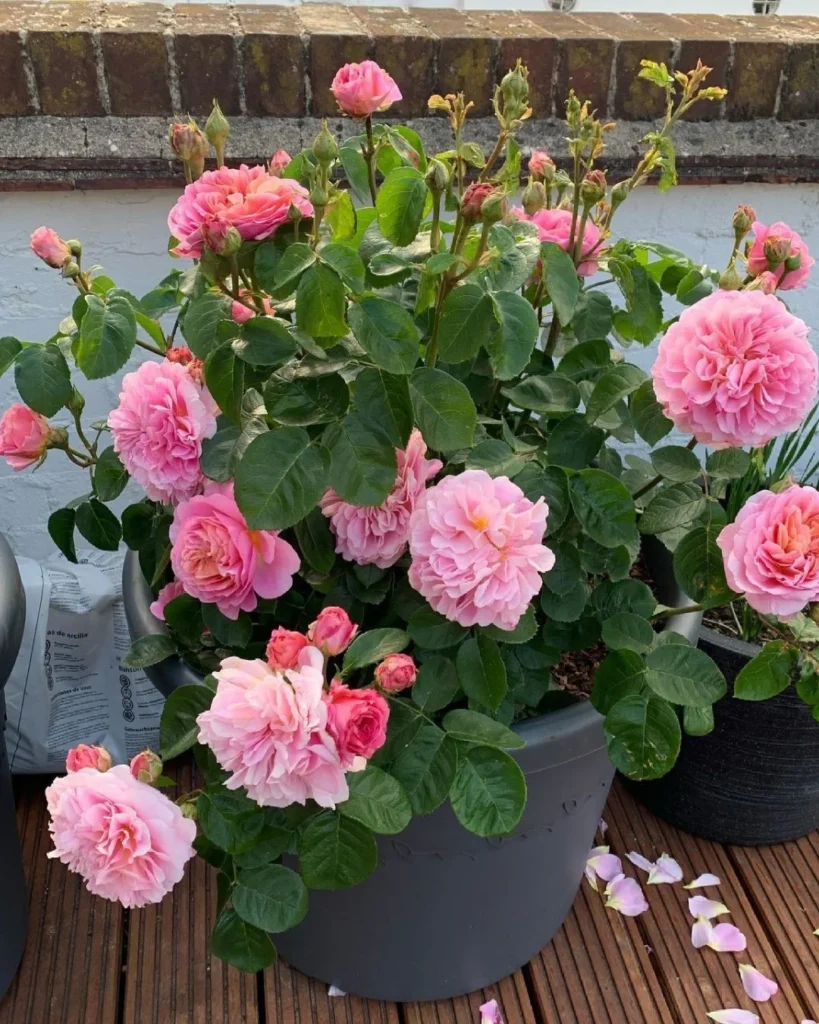 english rose plant