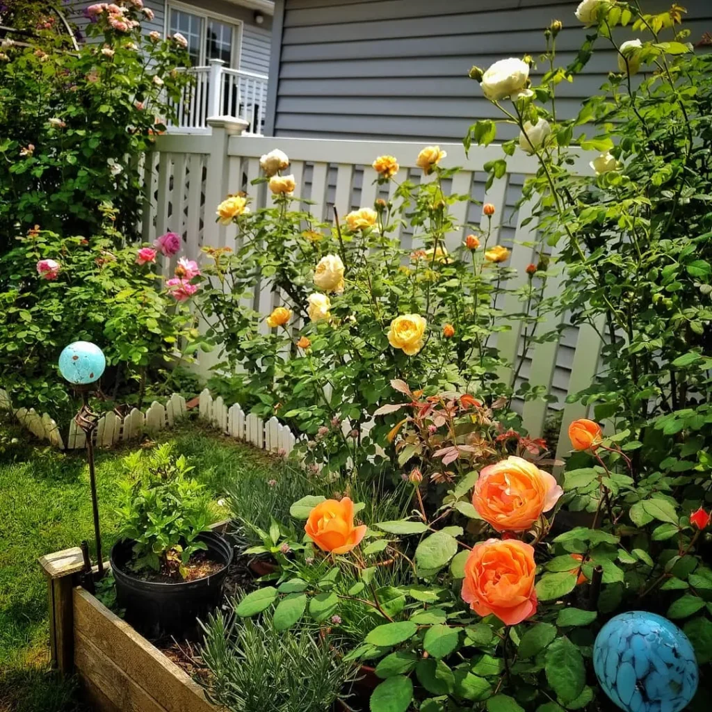 english roses have a beautifully rounded top to bottom