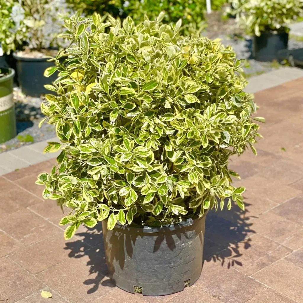euonymus plants in pots