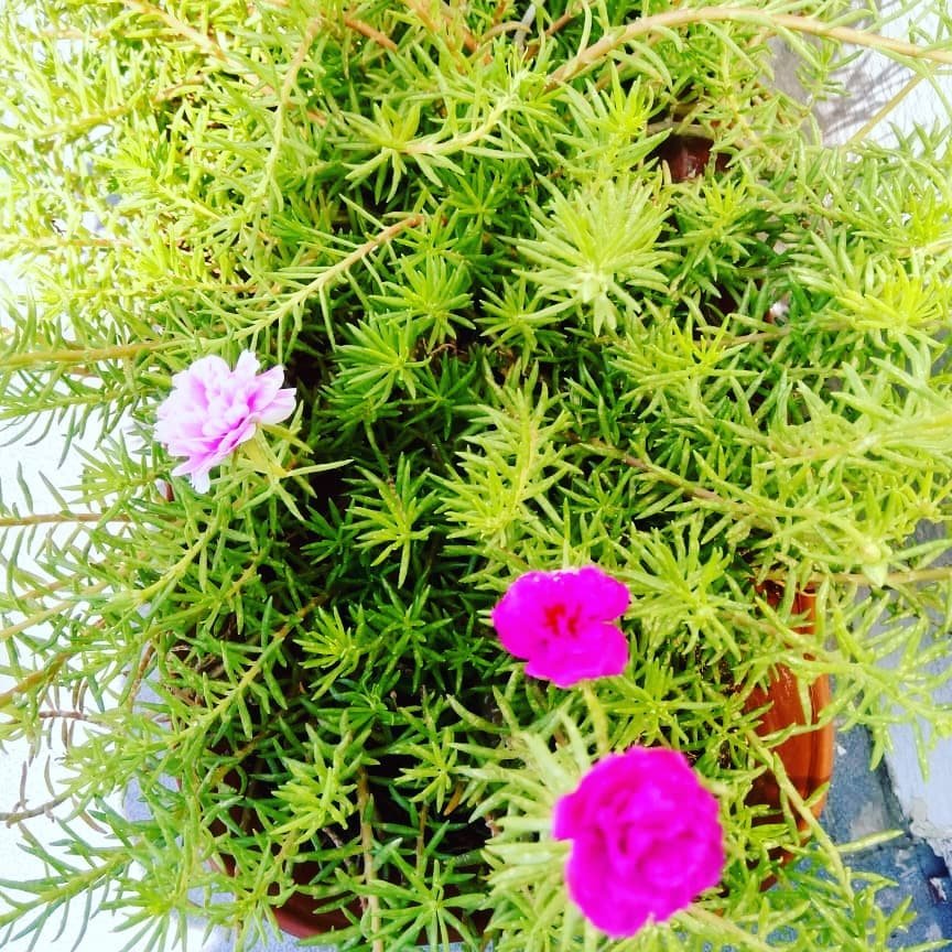 flowers can make yr house beautiful in summer too....#greenhouse #homegardenflowers #homegardeni