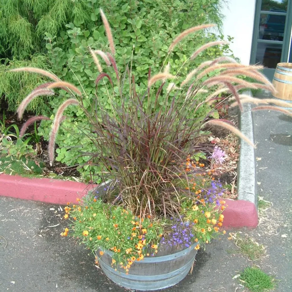 fountain grass plants in pots
