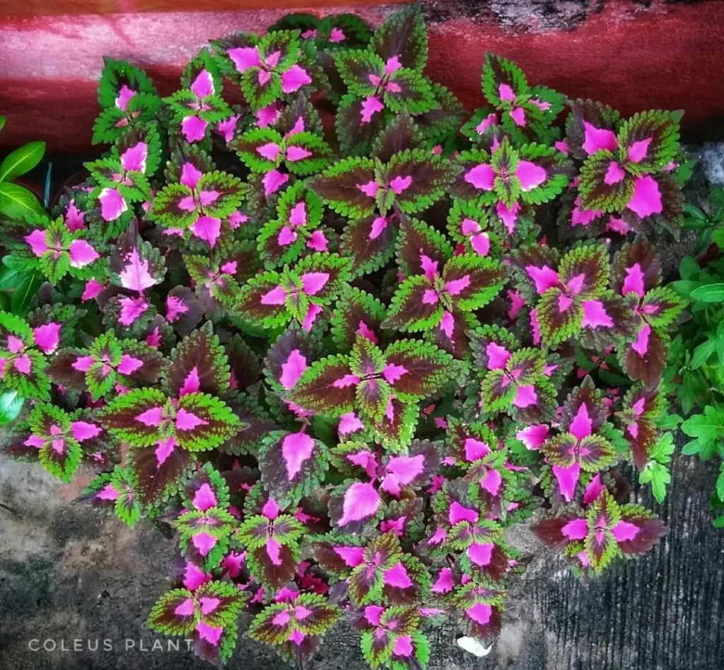 french quarter coleus plants