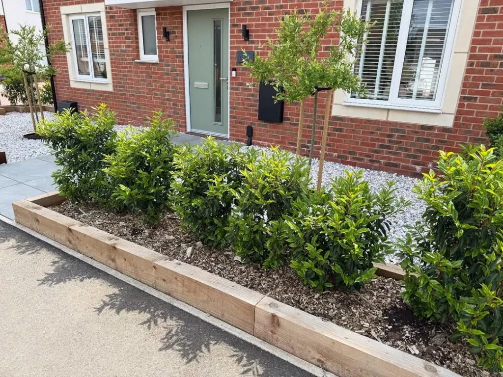 front garden and planted some laurel hedging
