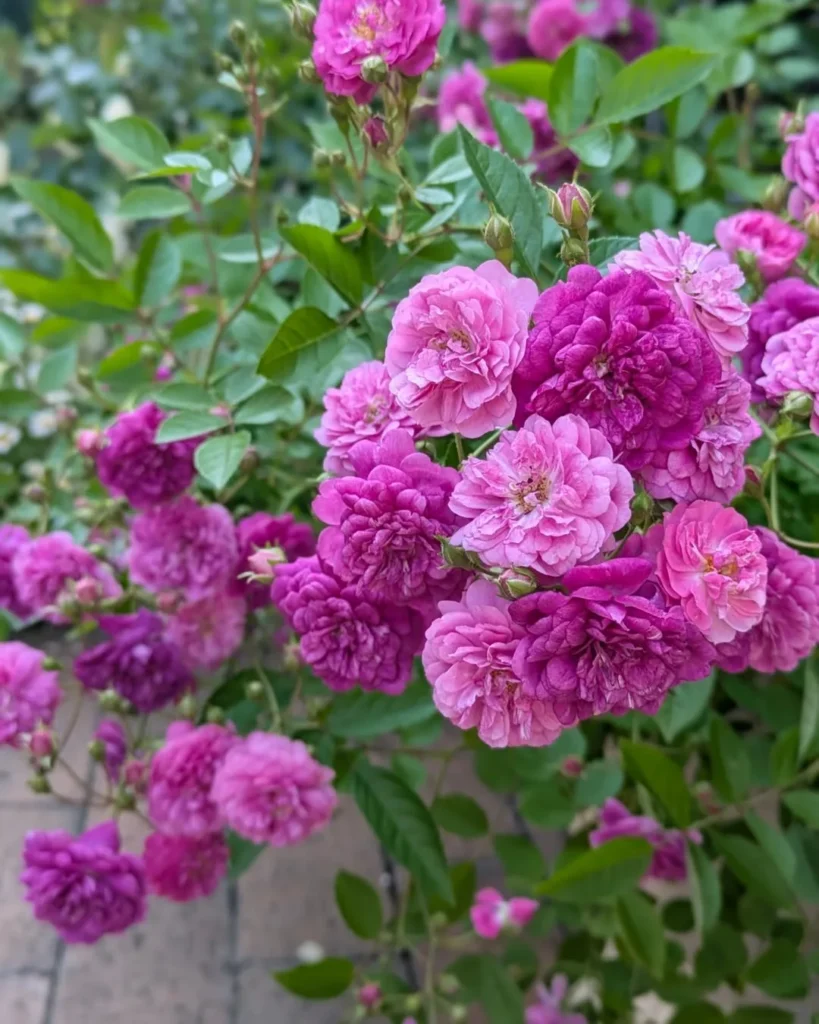 glamorous pink roses garden