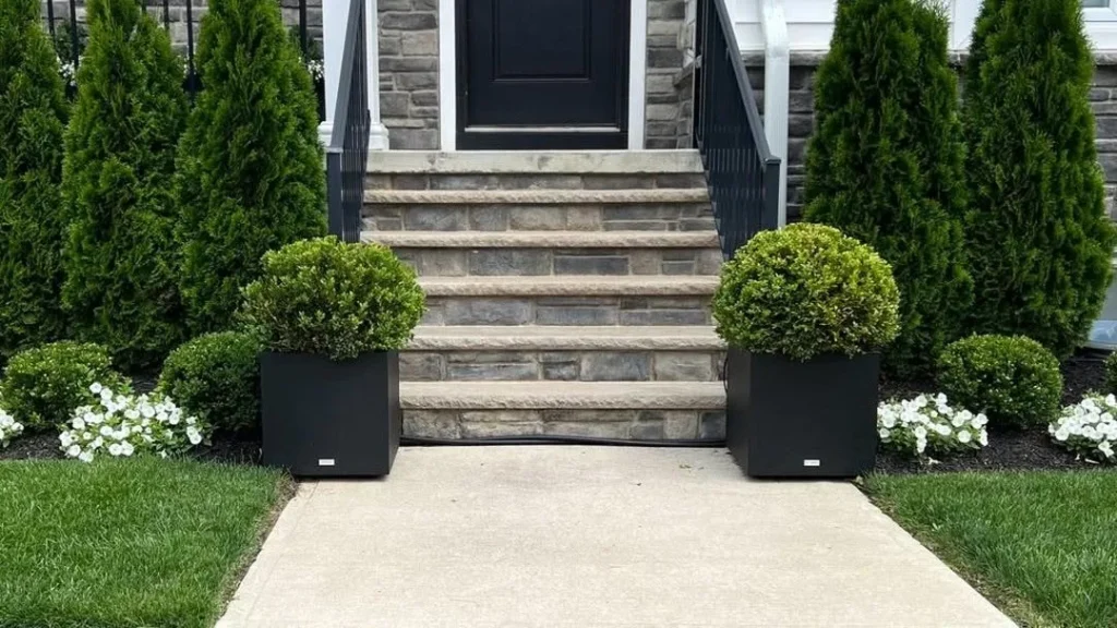 green velvet boxwood plants in pots