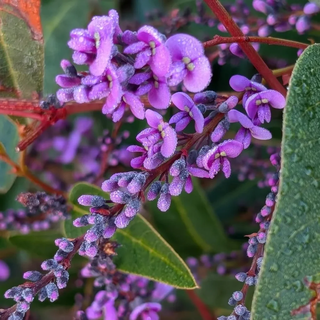 hardenbergia violacea garden
