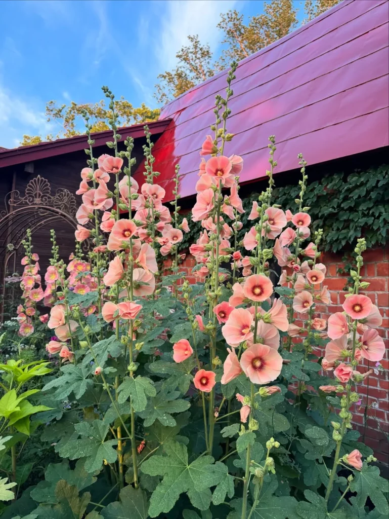 hollyhock garden