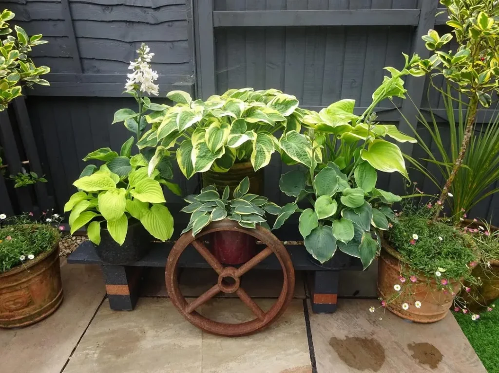 hosta plants in pots