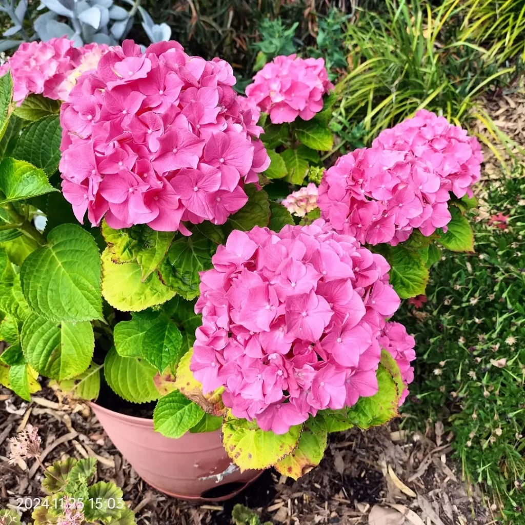 hydrangea plants in pots