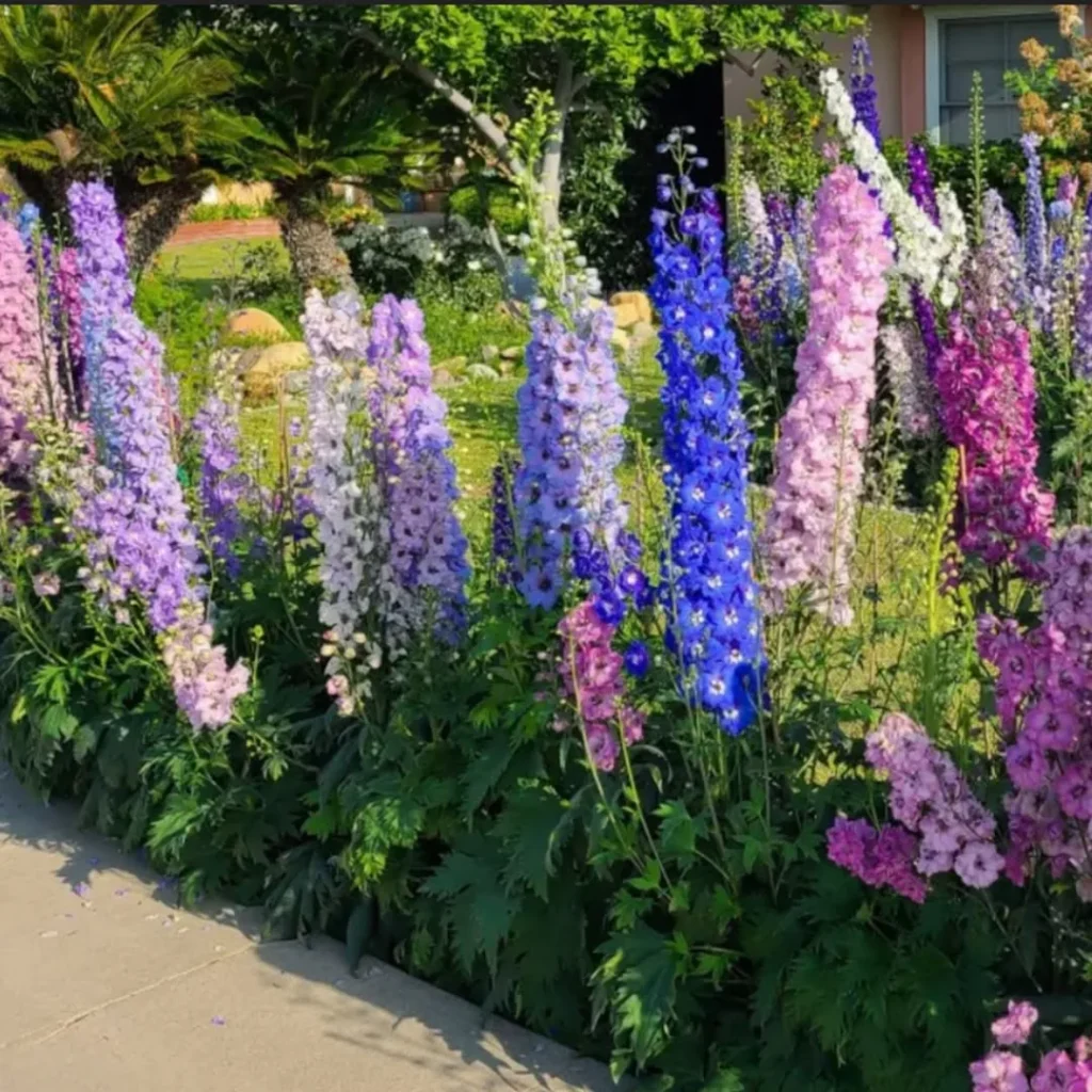larkspur garden