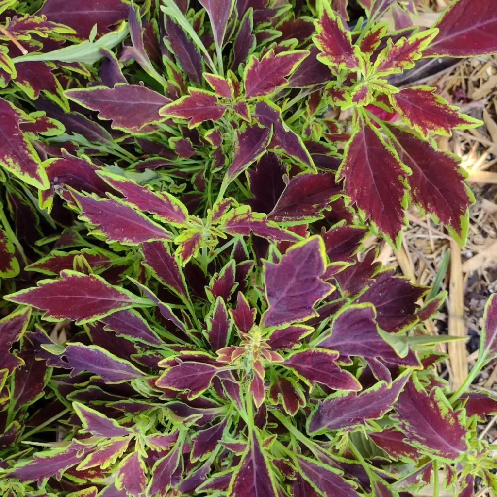 le freak coleus plant