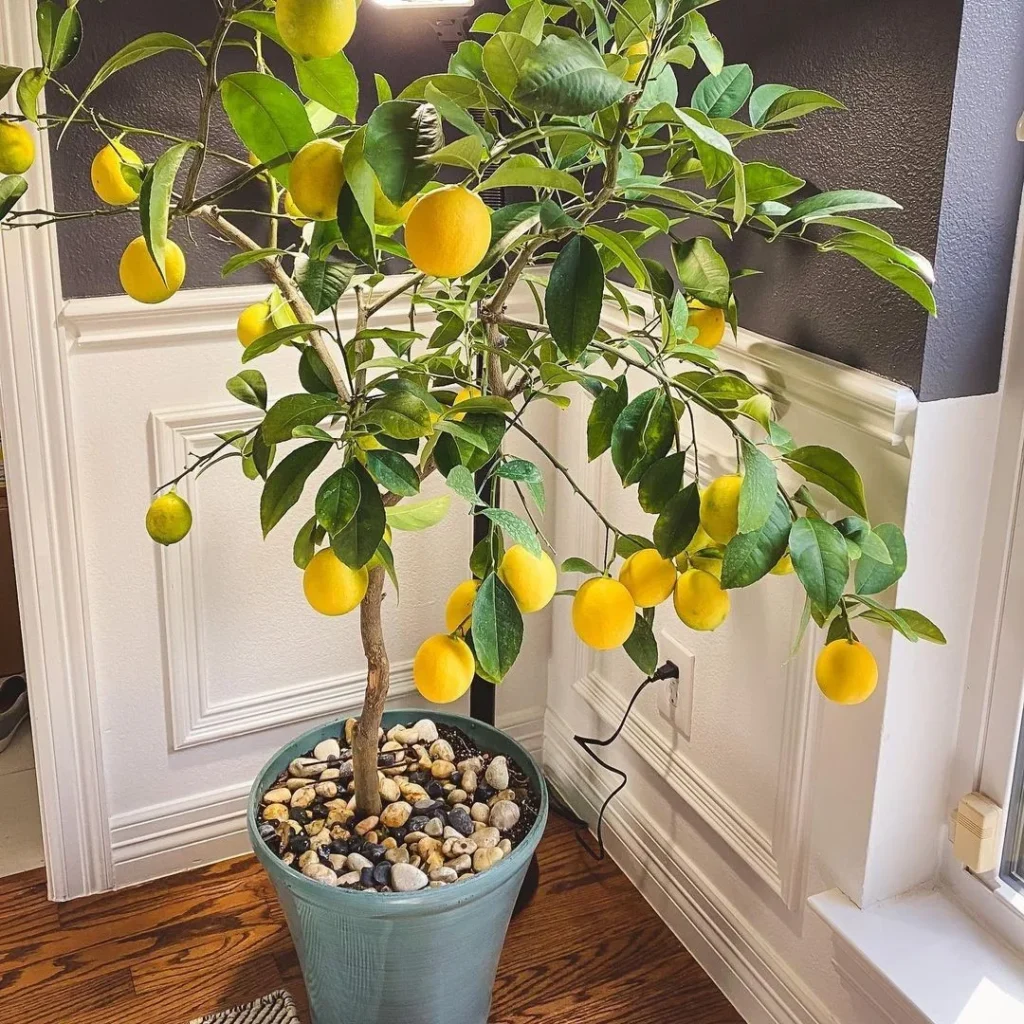 lemon plant