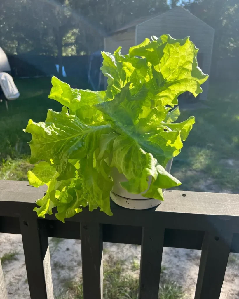 lettuce plants in pots
