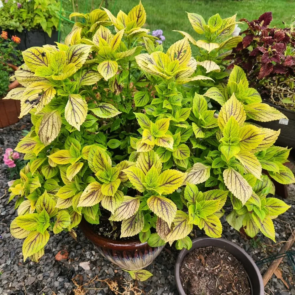 lime time coleus plant