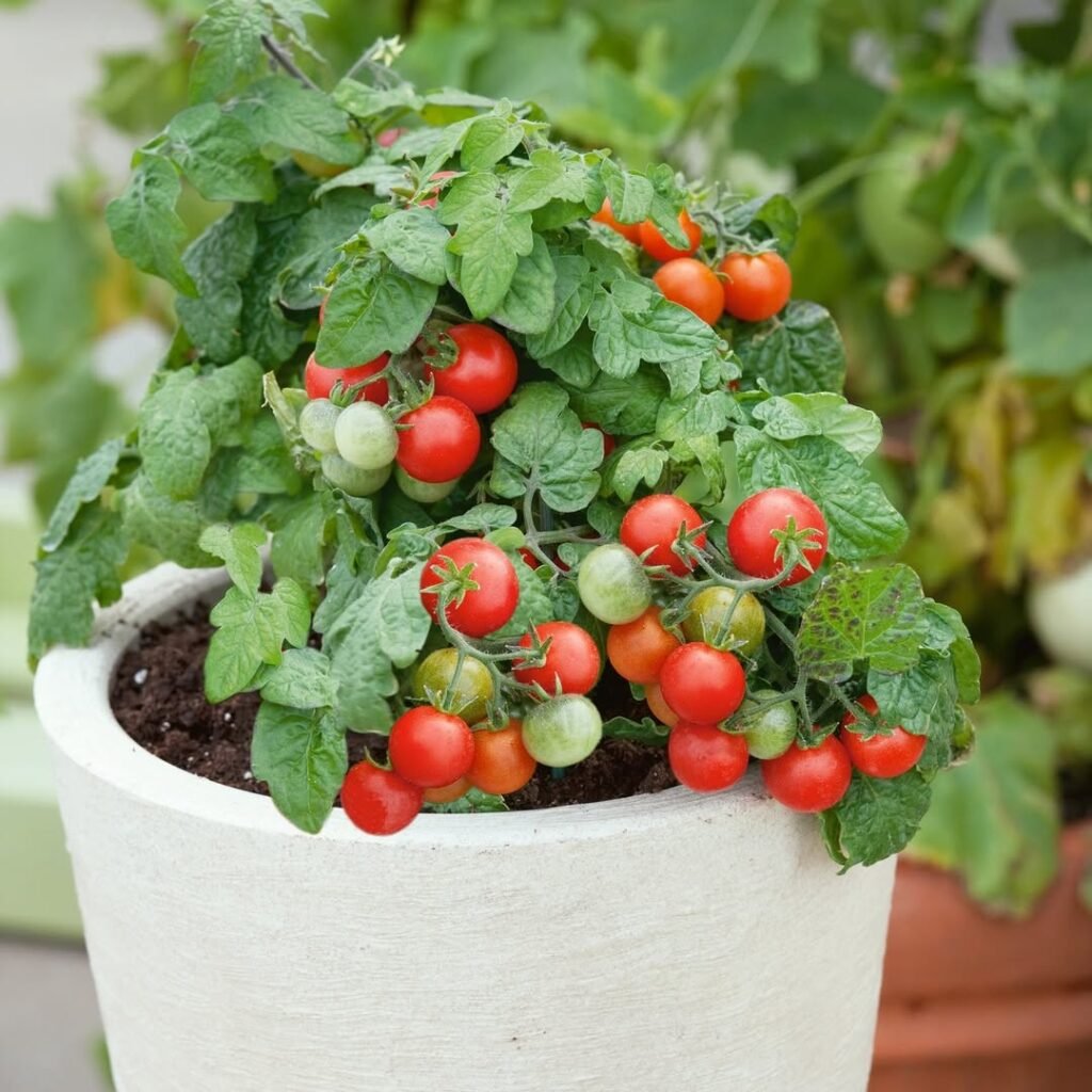 limited space no problem! 🏡🌞 container gardening is on the rise, making it easier than ever to