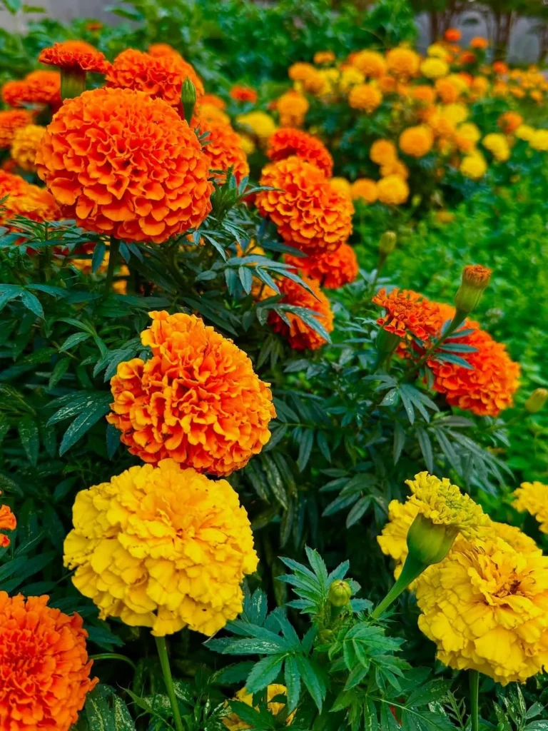 marigold
