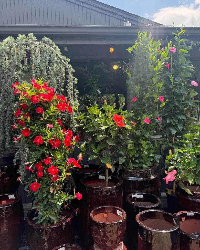 maxime ceramic pot plant