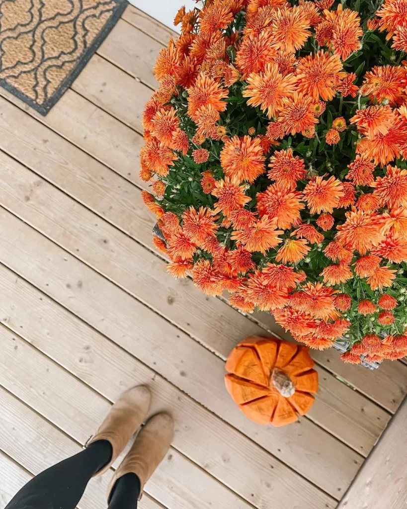 mums flowers decor