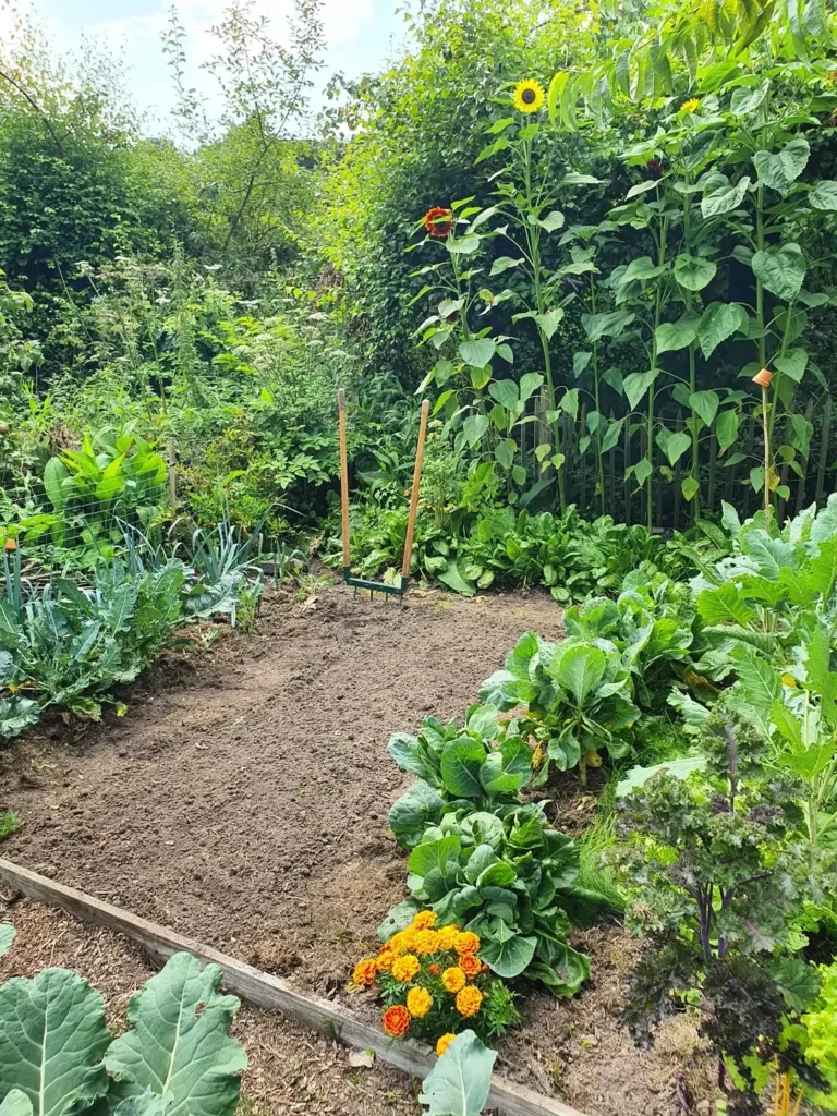 optimize the spots in mini vegetable permaculture garden (1)