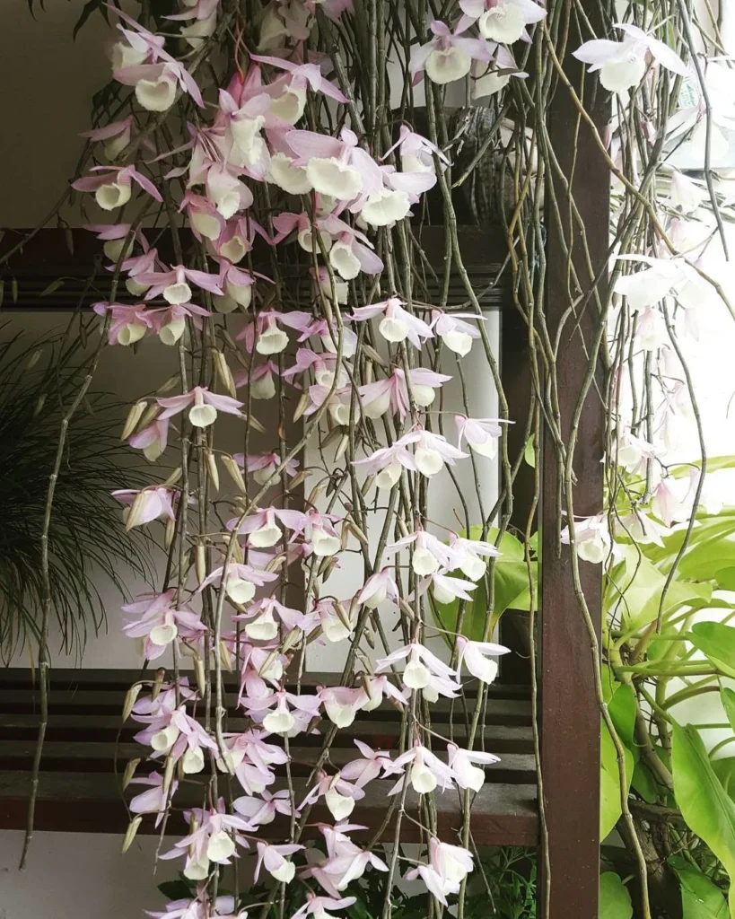 orchid blooms on front porch