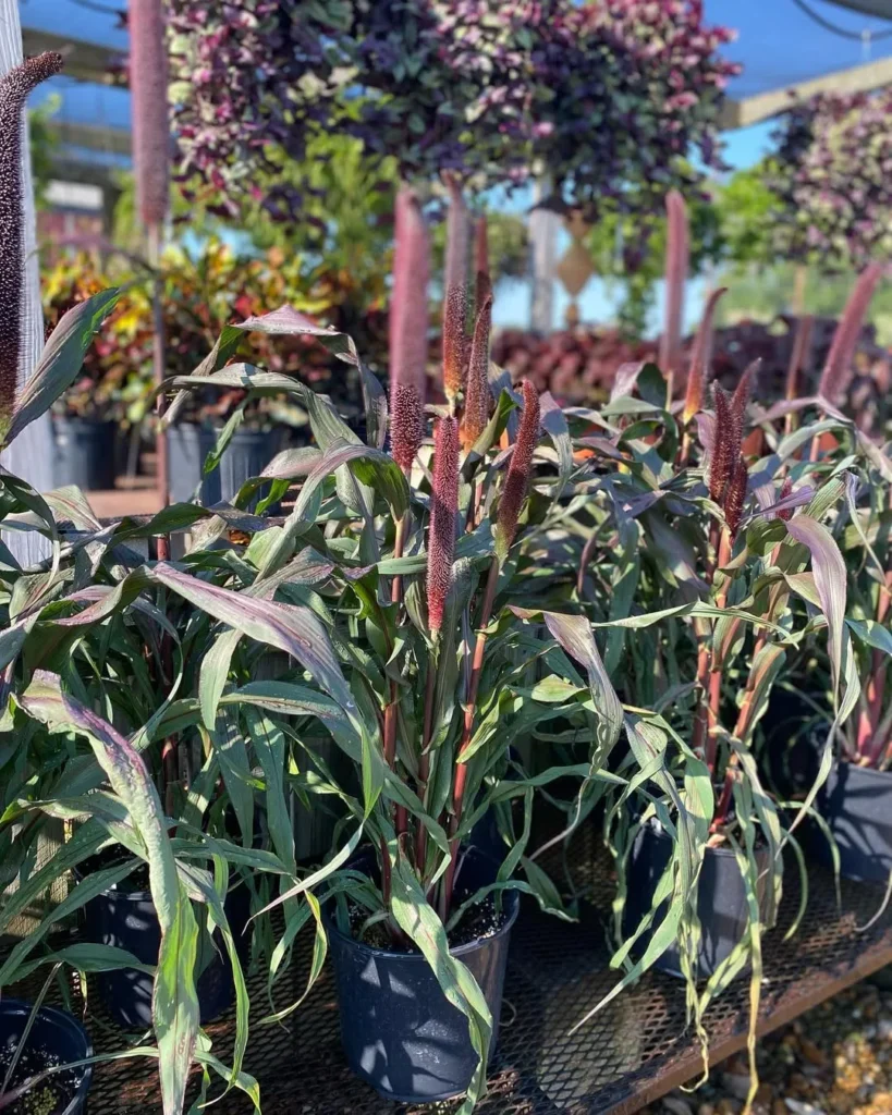 ornamental corn for fall porch decor