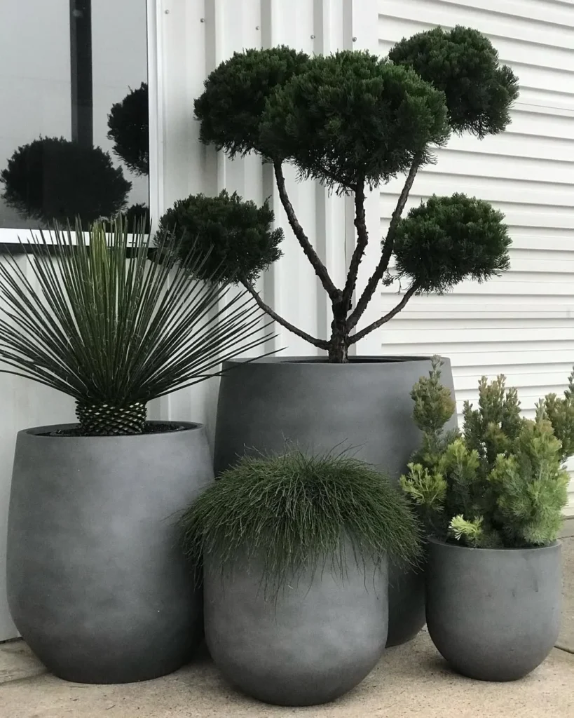 parson’s juniper plants in pots