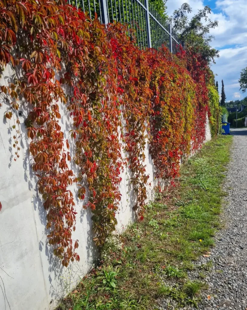 parthenocissus fence plant