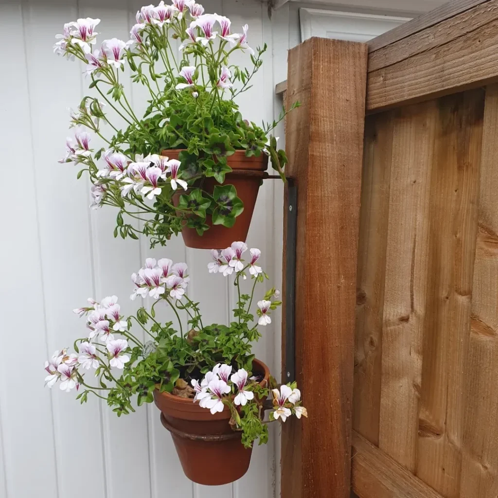 pelargonium peltatum plant