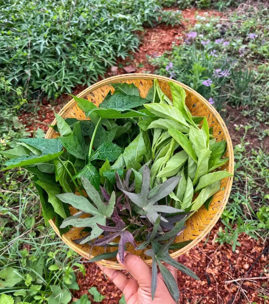 perennial leafy greens permaculture