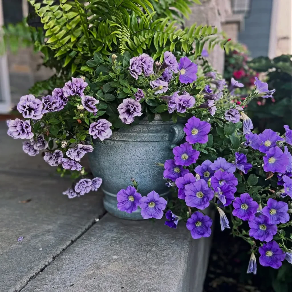 petunias container gardens