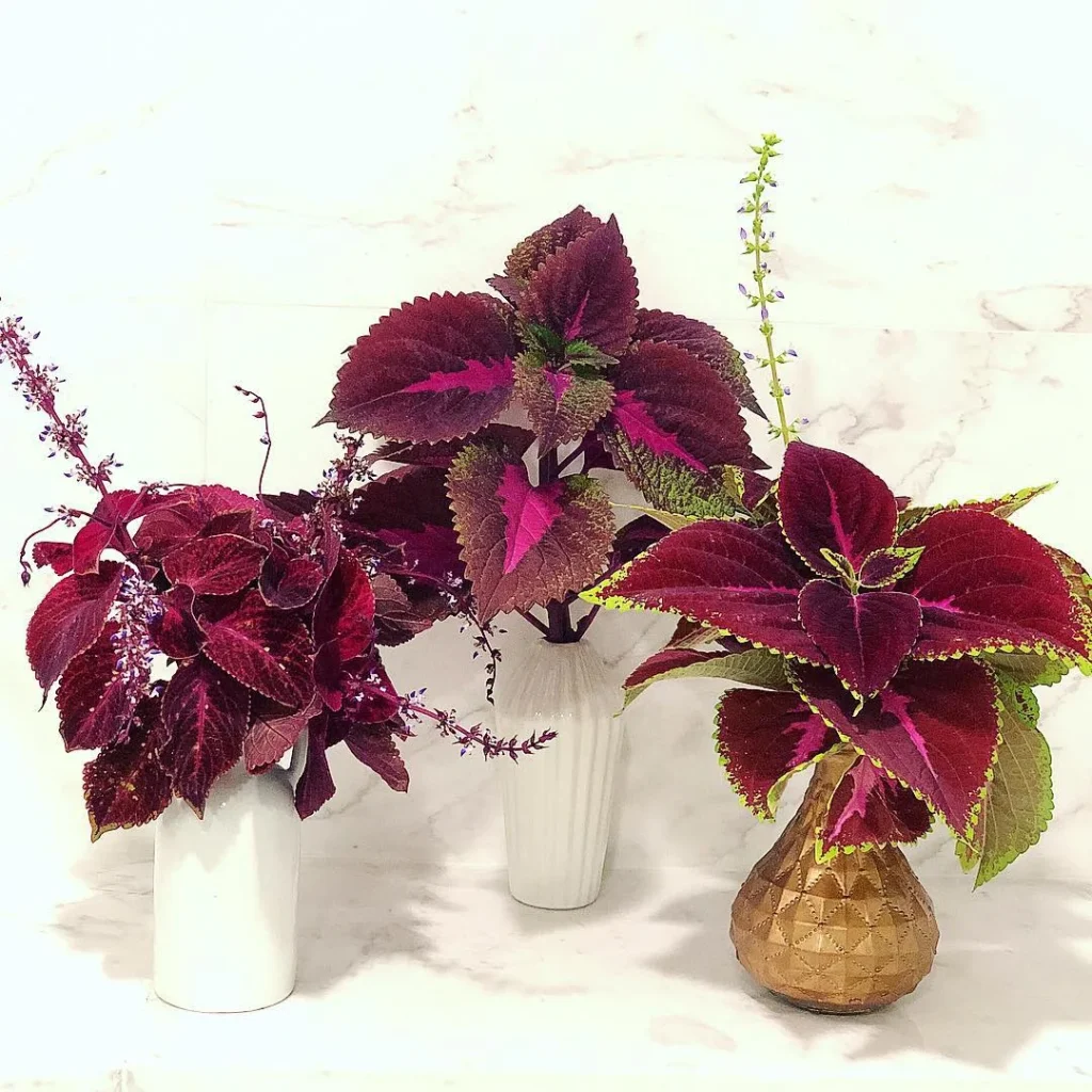pink coleus plants