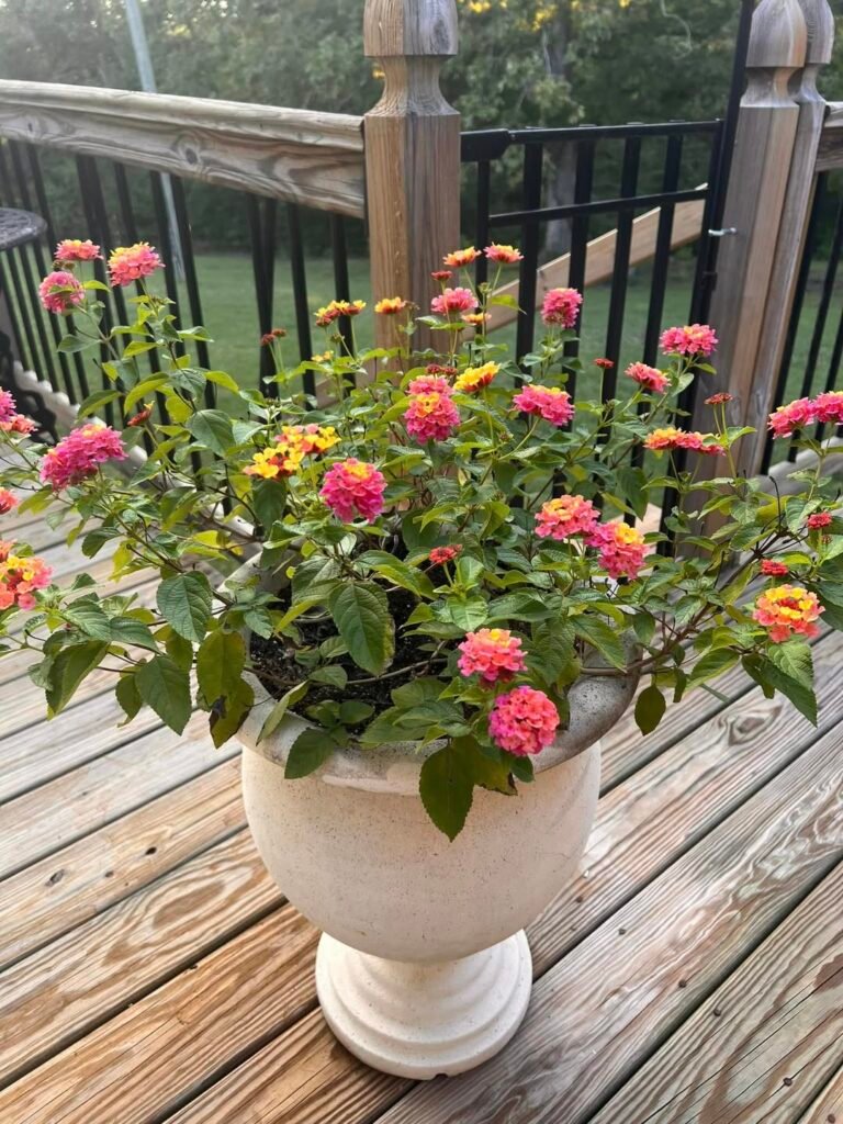 pink lantana