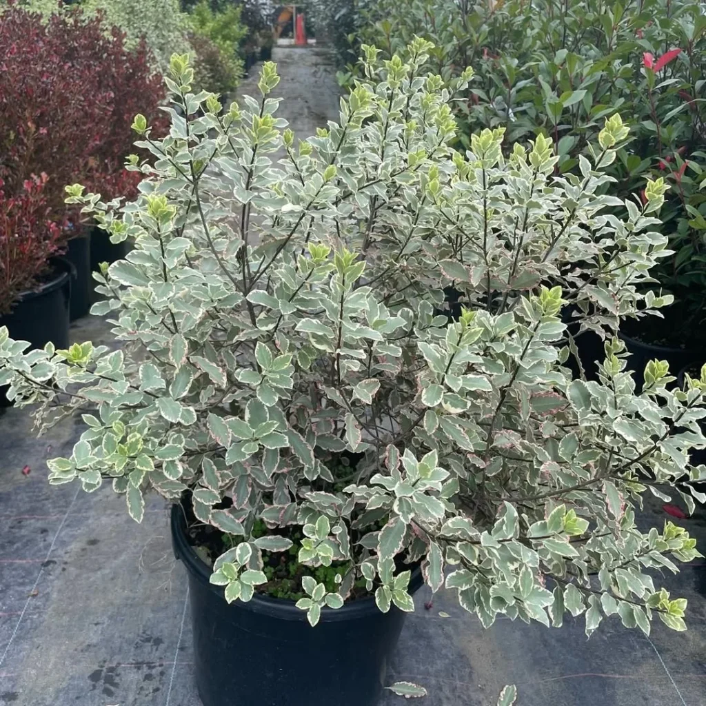 pittosporum tenuifolium plants in pots