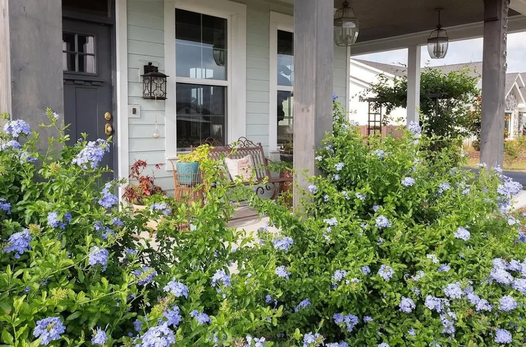 plumbago plants front porch ideas