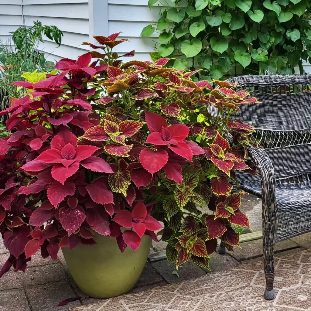 pot coleus plant