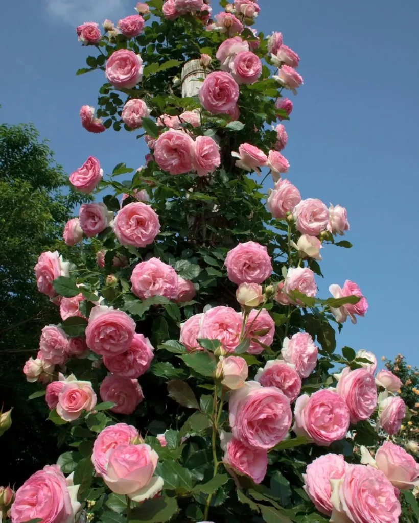 potted double knock out tree rose in a garden space