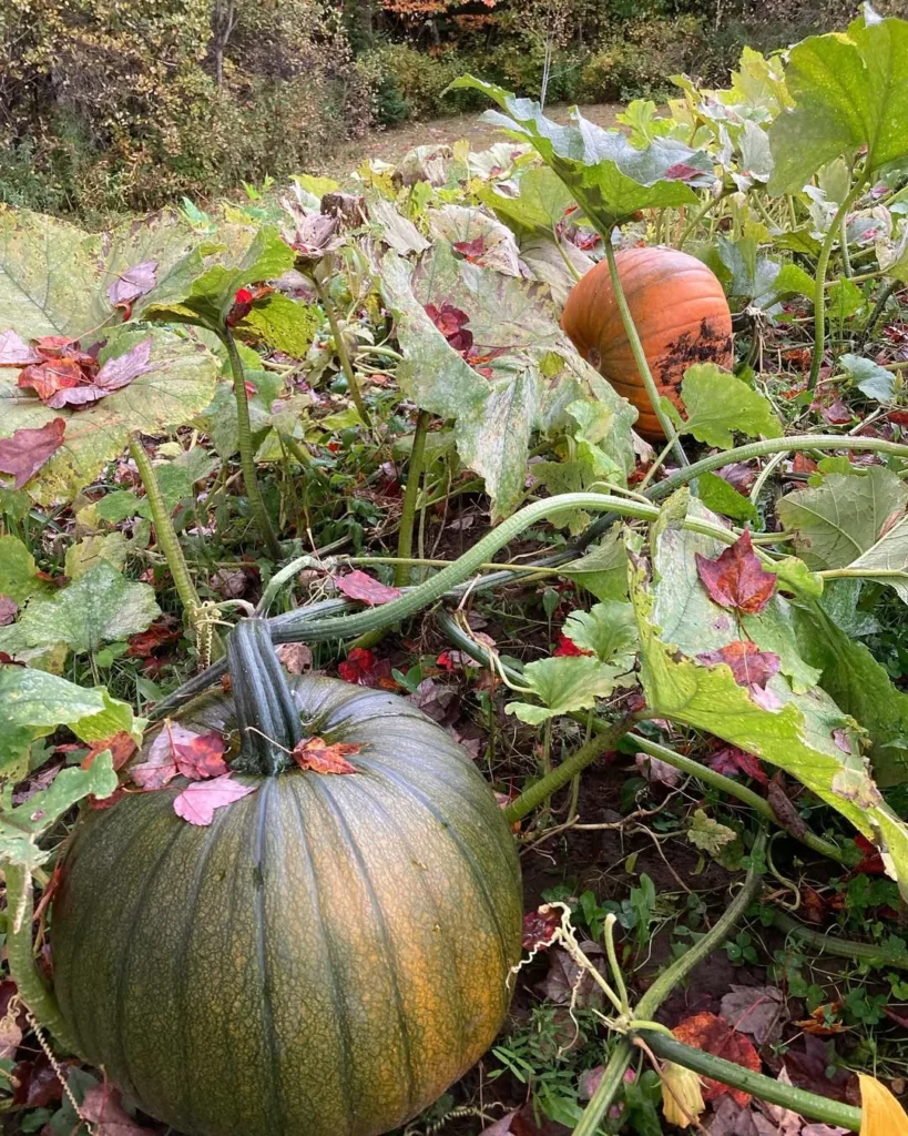 pumpkin serene garden