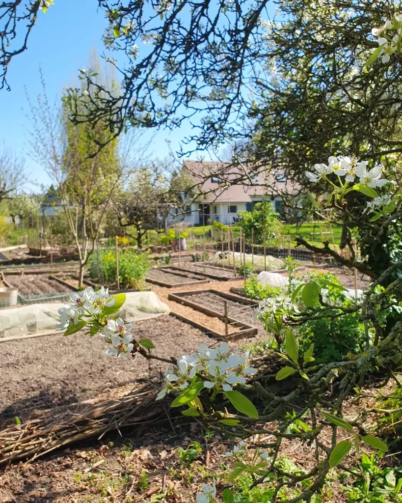 raised trays permaculture (1)