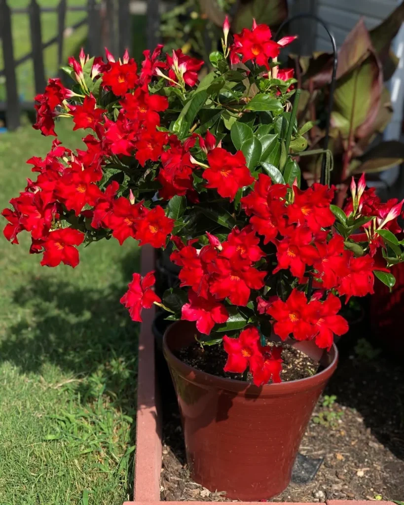 red mandevilla