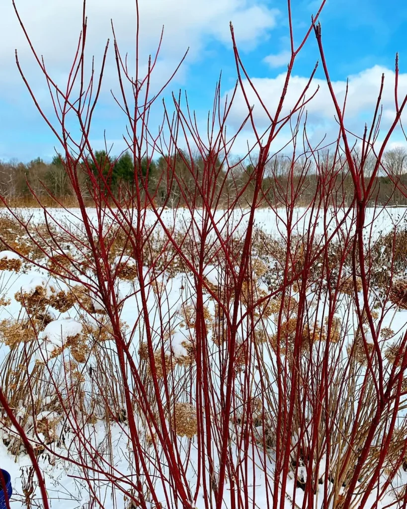 red osier dogwood garden