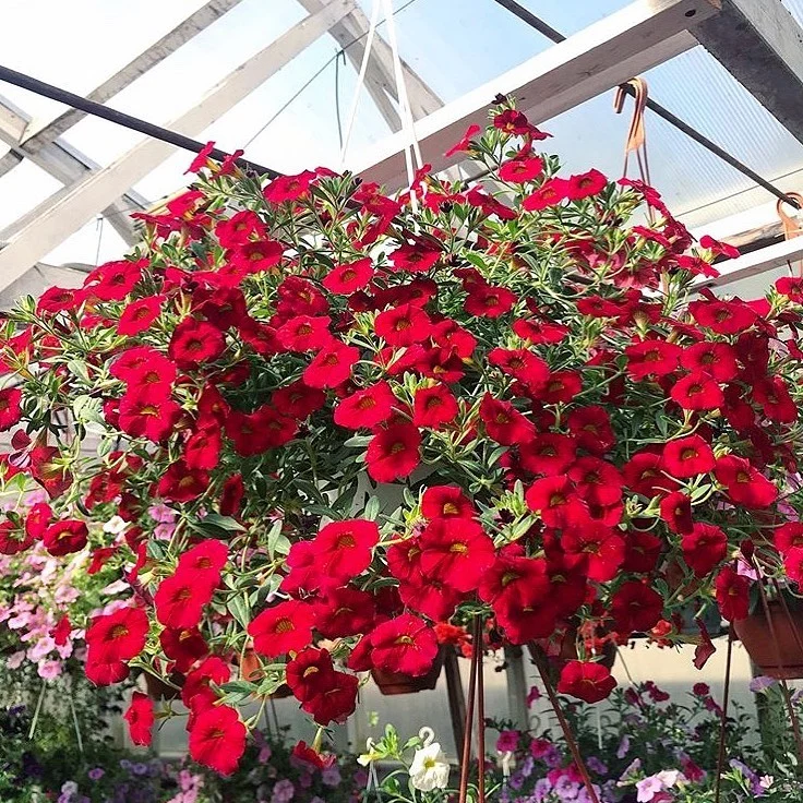 red petunia